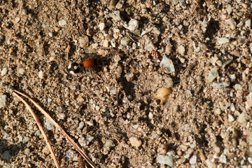 Europäische Ameisenwespe ( Mutilla europaea )	