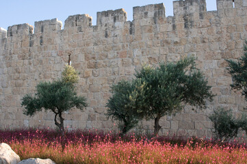 Green olive trees growing in the shadow of the walls of the Old City of Jerusalem, Israel. © Yehoshua Halevi
