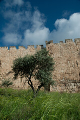 Green olive trees growing in the shadow of the walls of the Old City of Jerusalem, Israel. © Yehoshua Halevi