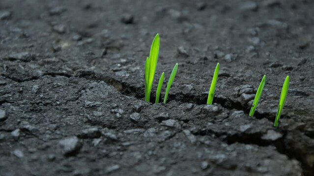Green grass sprouts sprout through cracks 
