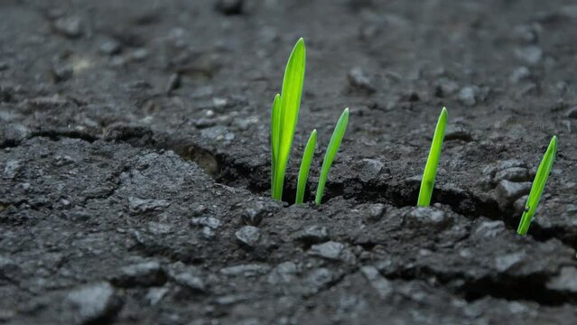 Sprouts of green grass sprout through cracks