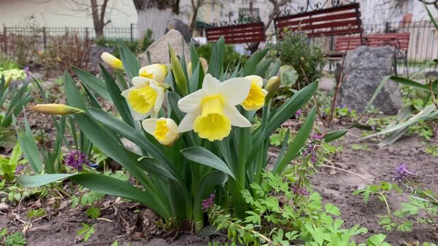 Group of yellow daffodils or Narcissus flowers