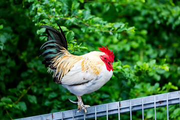 Beautiful male rooster stand on the iron fence with green nature background. Free Range Cock in the morning time. Rooster looking out, crowing in a garden. One colorful chicken on a sunny day