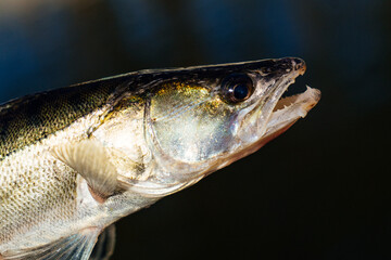 Zander fish fishing