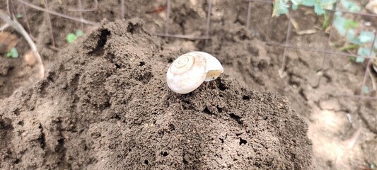 Fototapeta na wymiar snail on the ground