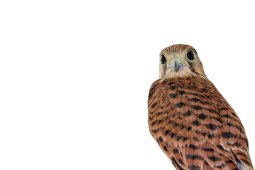 Kestrel falcon on a white background. Portrait. Isolate.