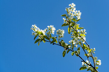 White flowers on a branch of Canadian shadberry, shadberry, shadberry or juniper against a blue spring sky. Selective focus. Close-up. Landscape for any wallpaper. There is space for text