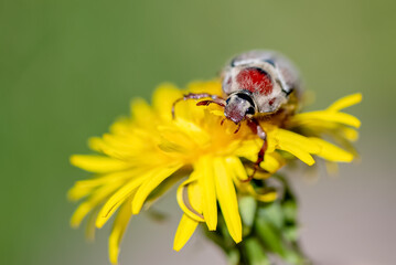 Melolontha beetle sitting on yellow dandelion flower close up
