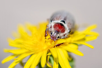 Melolontha beetle sitting on yellow dandelion close up