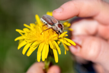 Kid touches Melolontha beatle sitting on yellow dandelion with his finger