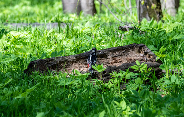 bright woodpecker on a piece of fallen wood looking for food