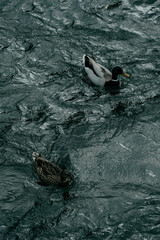kaczki pływające w rzece