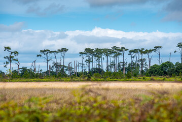 Panorama of Beautiful scenery landscape sunlight in the morning sunrise above flowing fog waves on mountain peak tropical rainforest. rainforest in the morning with fog and sunrise. Jurassic forest.