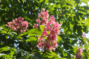 Outdoor spring, blooming Thrush fruit and green leaves，Aesculus hippocastanum 