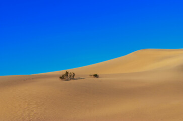 A withered plant covered with sand in the desert. Dry plant covered with sand. Close-up. Selective focus.