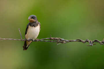 Hirondelle © francois