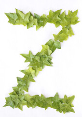 Letter Z from decorative ivy on a white background. Letter Z from ivy leaves. Leaves alphabet. Font from leaves isolated on white background