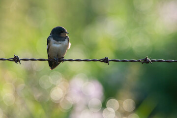 Hirondelle © francois