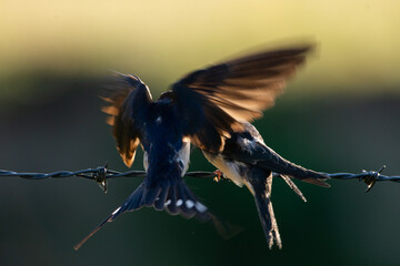 Hirondelle © francois