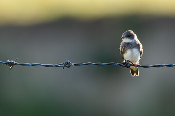 Hirondelle © francois