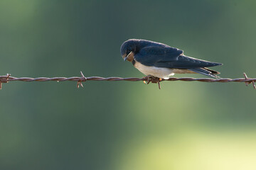 Hirondelle © francois