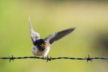 Hirondelle © francois