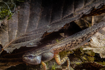 From tadpole to brown grass frog, the almost finished little one hides under a leaf at the bottom of the pond, Rana temporaria