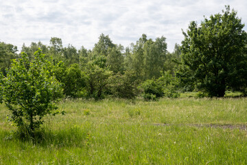 landscape with trees