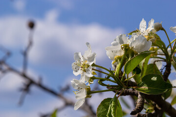 Pear blossom and spring season. Pear tree in bloom. Blurred background. Pear blossom in early spring