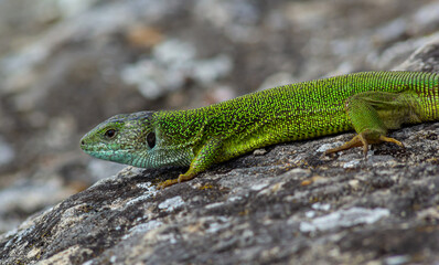 Lacerta viridis, Green and blue lizard with ticks, macro photo of a lizard, European green lizard