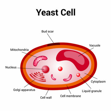 Schematic diagram of yeast cell structure