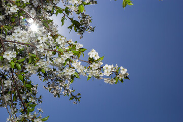 Prunus cerasus flowering tree flowers, group of beautiful white petals tart dwarf cherry flowers in bloom against blue sky in sunlight
