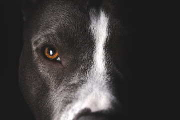 American Bully Hundegesicht