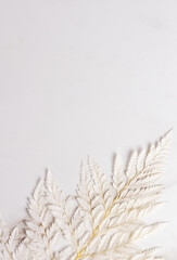Beatiful botany white fern with space for text on the left. Copy space for a text. Top view. 