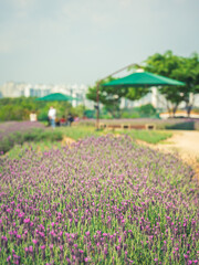 lavender in the park (공원에 핀 라벤더)