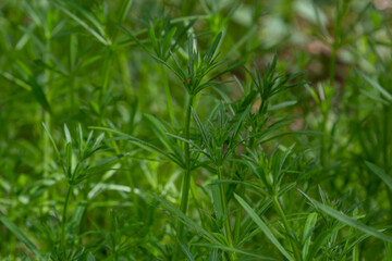 Herb Galium aparine cleavers on a summer meadow. Yellow flowers among grass sunshine. Summer natural background.