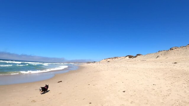 Corgy scaring off sandpipers resting on the beach.