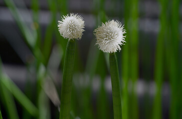 Flowering Spike-rush (Eleocharis elegans / Cyperaceae). Botanical garden Heidelberg, Baden Wuerttemberg, Germany