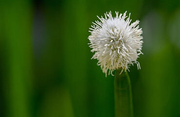 Flowering Spike-rush (Eleocharis elegans / Cyperaceae). Botanical garden Heidelberg, Baden Wuerttemberg, Germany