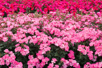 ピンクの薔薇（ピンクノックアウト）Pink Knock Out