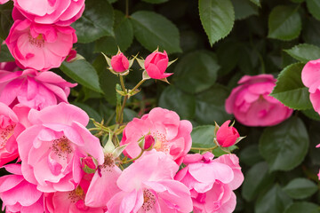 濃いピンクの薔薇（アンジェラ）Angela