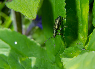 Big golden-green beetle Spanish Fly, cantharis lytta vesicatoria. The source of the terpenoid...
