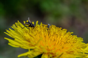 Small black tachinid fly Phania funesta, family Tachinidae. On a yellow dandelion flower