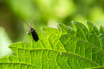 soldier beetle, Cantharis obscura, on grass inflorescence