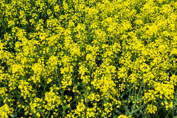 Rapeseed field, Blooming canola flowers close up. Rape on the field in summer. Bright Yellow rapeseed oil. Flowering rapeseed