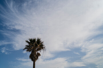 Palmeras con cielo azul con nubes de fondo en un d&iacute;a muy soleado