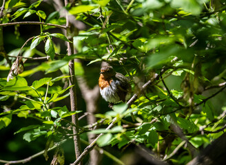 red-breasted robin in green foliage on a branch in natural conditions