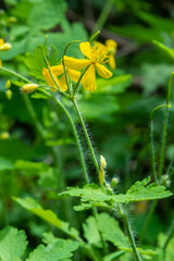 Greater Celandine, yellow wild flowers, close up. Chelidonium majus is poisonous, flowering, medicinal plant of the family Papaveraceae. Yellow-orange opaque sap of Tetterwort plant cures warts