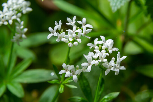 Sweetscented bedstraw, Galium odoratum, flowers in the spring forest. White wildflowers. Close-up