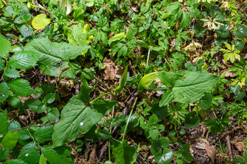 Flower of Lord and ladies or snakeshead plant, Arum maculatum